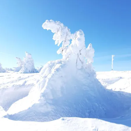 Fingerhut בראונלאגה